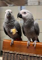 Süper tamme baby grijze roodstaarten man, Mannelijk, Papegaai, Pratend