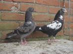 Sierduiven '', Dieren en Toebehoren, Vogels | Duiven, Overige soorten