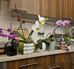 Orchideen met potten, Huis en Inrichting, Ophalen, Overige soorten, Minder dan 100 cm