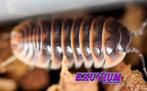 Armadillidium jerrentrupi isopods / pissebedden, Overige soorten