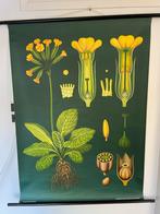Schoolplaat Sleutelbloem - Jung-Koch-Quentell, Antiek en Kunst, Antiek | Schoolplaten, Ophalen of Verzenden, Natuur en Biologie