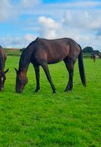 Stalling gezocht, Dieren en Toebehoren, Stalling en Weidegang, Weidegang, 1 paard of pony