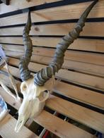 Antilope Indische schedel hoorn gewei, Verzamelen, Dierenverzamelingen, Ophalen of Verzenden, Nieuw, Wild dier, Schedel