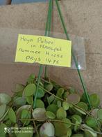 Hoya pubera in hangpot nummer H1252 hele hoya, Huis en Inrichting, Ophalen of Verzenden, Halfschaduw, Minder dan 100 cm