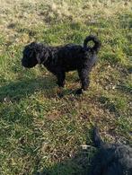 Labradoodle puppy's, 8 tot 15 weken, Meerdere, Meerdere dieren, Middel