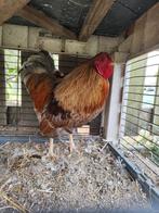 Hanen te koop, Dieren en Toebehoren, Pluimvee, Mannelijk, Kip