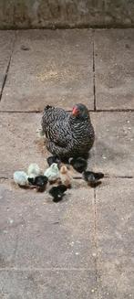 Hen met kuikens, Dieren en Toebehoren, Pluimvee, Vrouwelijk, Kip