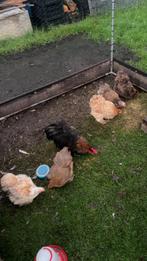 5 cochin hennen+cochin haan, Dieren en Toebehoren, Pluimvee