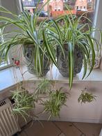 Graslelie met pot, Huis en Inrichting, Kamerplanten, Ophalen, Overige soorten, Halfschaduw, In pot