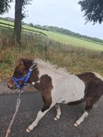 Lieve shetlander veulens, Niet van toepassing, 0 tot 2 jaar, A pony (tot 1.17m), Gechipt