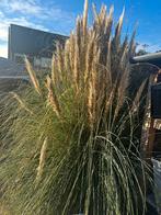 Pampasgras / wordt er vanmiddag uitgehaald, Ophalen, Herfst, Volle zon, Overige soorten
