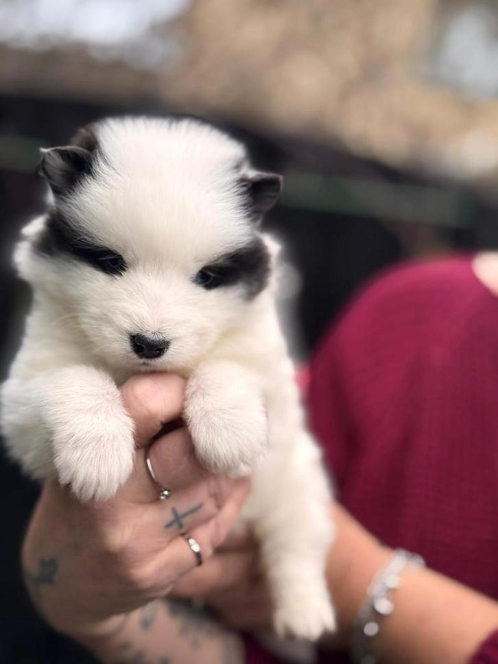 Pup mama samojeed x husky papa volle samojeed, Dieren en Toebehoren, Honden | Poolhonden, Keeshonden en Oertypen, Teef, Poolhond
