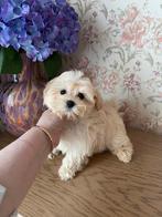 Exclusieve Maltipoo F1 pup(Korea Maltezer/Asian Toy Poedel ), Dieren en Toebehoren, Honden | Chihuahua's en Gezelschapshonden