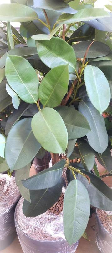Grote kunstplant Ficus Robusta rubberplant in pot  beschikbaar voor biedingen