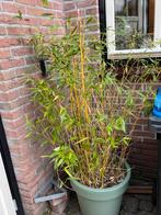 Bamboe planten, Tuin en Terras, Planten | Tuinplanten, Ophalen, Bloeit niet, Vaste plant, Halfschaduw