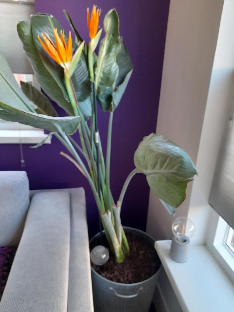 Bloeiende strelitzia, paradijsvogelbloem, Ophalen, 100 tot 150 cm, Overige soorten, Halfschaduw