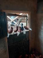 Duiven, Dieren en Toebehoren, Vogels | Duiven, Meerdere dieren