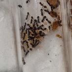 Temnothorax sp (zwart) 1q 20-100w | mieren ants eikelmieren, Mieren