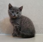 Super knappe Brits korthaar kitten, Dieren en Toebehoren, Katten en Kittens | Raskatten | Korthaar, Kater, Ontwormd, 0 tot 2 jaar