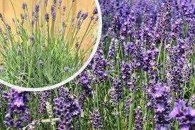 Lavendel ang. Hidcote. Lage lavendel planten., Tuin en Terras, Planten | Tuinplanten, Vaste plant, Overige soorten, Volle zon