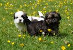 Shih Tzu pups te koop, Dieren en Toebehoren, Honden | Niet-rashonden, 8 tot 15 weken, Meerdere, Meerdere dieren, Klein