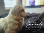 Crème langhaar teckel Dekreu, Reu, CDV (hondenziekte), 1 tot 2 jaar, Eén hond
