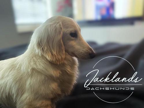 Crème langhaar teckel Dekreu, Dieren en Toebehoren, Honden | Dekreuen, Reu, Particulier, Eén hond, Nederland, 1 tot 2 jaar, CDV (hondenziekte)