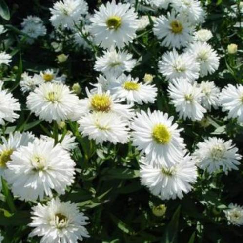 Te koop: zaailingen en stekken 1-jarigen en vaste planten, Tuin en Terras, Planten | Tuinplanten, Eenjarig, Overige soorten, Volle zon