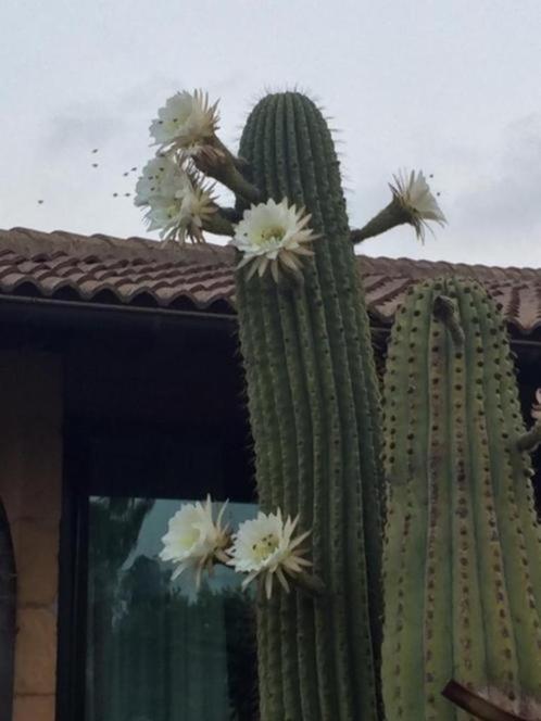 Cactus Trichocereus (Echinopsis terscheckii) en Pasacana, Huis en Inrichting, Kamerplanten, Cactus, 100 tot 150 cm, Bloeiende kamerplant