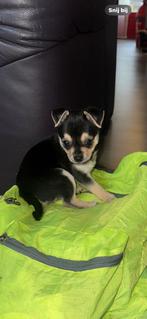 Chihuahua Kruizing peruaanse mini naakthond, Dieren en Toebehoren, Honden | Chihuahua's en Gezelschapshonden, Rabiës (hondsdolheid)