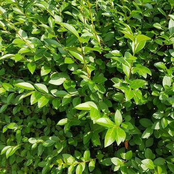 Liguster: Ligustrum ovalifolium (wortelgoed)