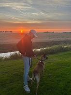 Mechelse herder 2 jaar oud lees omschrijving!, Dieren en Toebehoren, Honden | Herdershonden en Veedrijvers, Particulier, Rabiës (hondsdolheid)