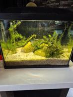 Superfish start 50 incl vissen, planten en allerlei access., Dieren en Toebehoren, Vissen | Aquaria en Toebehoren, Ophalen, Zo goed als nieuw