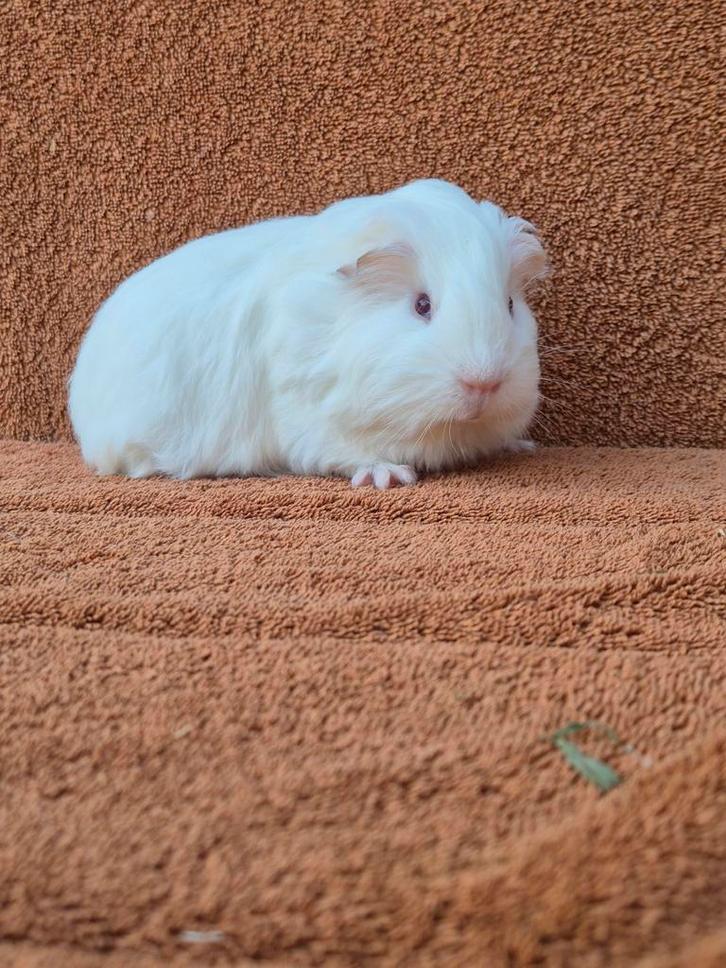 Heel rustig sheltie beertje wit donkeroog langhaar tam klein, Dieren en Toebehoren, Knaagdieren, Mannelijk, Cavia, Oktober, Tam