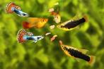 Gezocht! Aquariumvissen, Dieren en Toebehoren, Vis