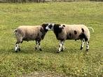 Bonte dek ram, Dieren en Toebehoren, Schapen, Geiten en Varkens, Mannelijk, Schaap