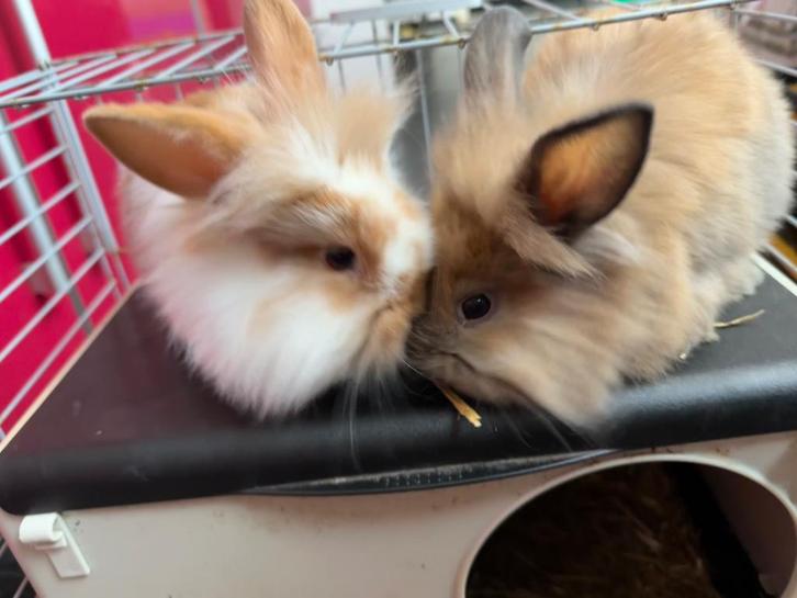 Konijn, Dieren en Toebehoren, Konijnen, Klein, Mannelijk, 0 tot 2 jaar