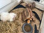 3 cavia’s, Dieren en Toebehoren, Knaagdieren, Cavia, Vrouwelijk, Januari, Tam