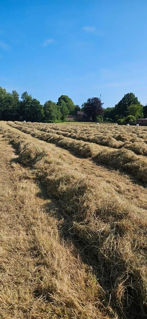 Midibalen hooi, Dieren en Toebehoren, Dierenvoeding, Vee, Ophalen