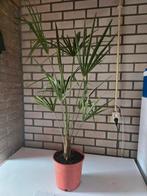 trachycarpus fortunei, palmboom, chinese waaierpalm, Overige soorten, Volle zon, Vaste plant, Ophalen of Verzenden