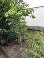 Sering.op stam wit, Tuin en Terras, Planten | Bomen, Lente, 100 tot 250 cm, Ophalen, Volle zon
