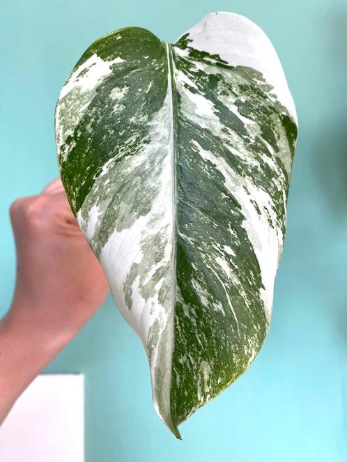 Gewortelde Monstera Albo Variegata - veel wit marble mint, Huis en Inrichting, Kamerplanten, Ophalen