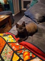 Lief katertje x Ragdoll/Maine coon/Britse Korthaar/H.Birmaan, Kater, Ontwormd, 0 tot 2 jaar