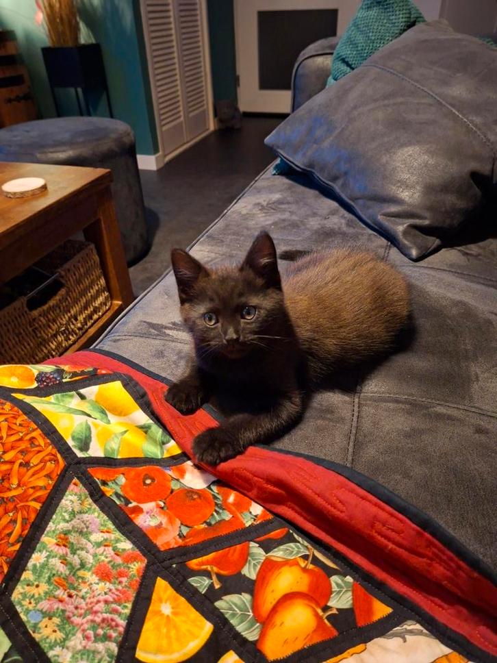 Lief katertje x Ragdoll/Maine coon/Britse Korthaar/H.Birmaan, Dieren en Toebehoren, Katten en Kittens | Raskatten | Korthaar, Kater