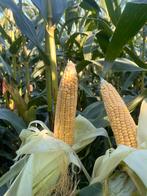 TE KOOP: 11 ha zware SNIJMAIS op stam, Dieren en Toebehoren, Dierenvoeding, Ophalen, Vee