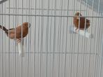Twee koppels zilverbekjes p.koppel 12.50 of zie beschrijving, Meerdere dieren