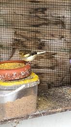 Jonje kanarie popje, Dieren en Toebehoren, Vogels | Kanaries, Vrouwelijk, Kleurkanarie
