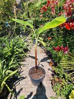 Meerdere tropische planten te koop musa soorten  kuipplanten, Ophalen, Zomer, Overige soorten