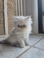Perzisch colourpoint poesje, Dieren en Toebehoren, Poes, Gechipt, 0 tot 2 jaar