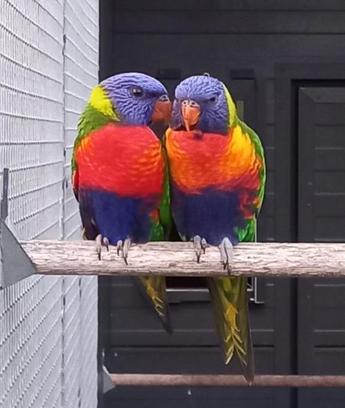 Lori van de Blauwe Bergen, Dieren en Toebehoren, Vogels | Parkieten en Papegaaien, Papegaai, Vrouwelijk, Geringd
